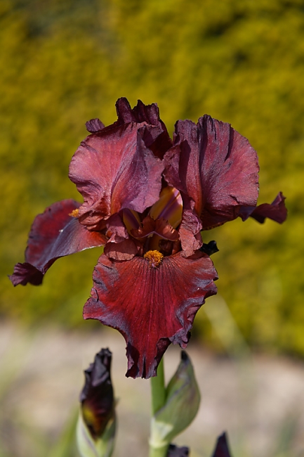 Jardin des Impressionnistes-MAI14-040